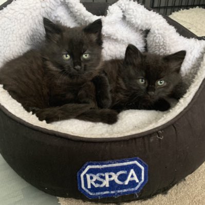 RSPCA_StaffWolves tweet media