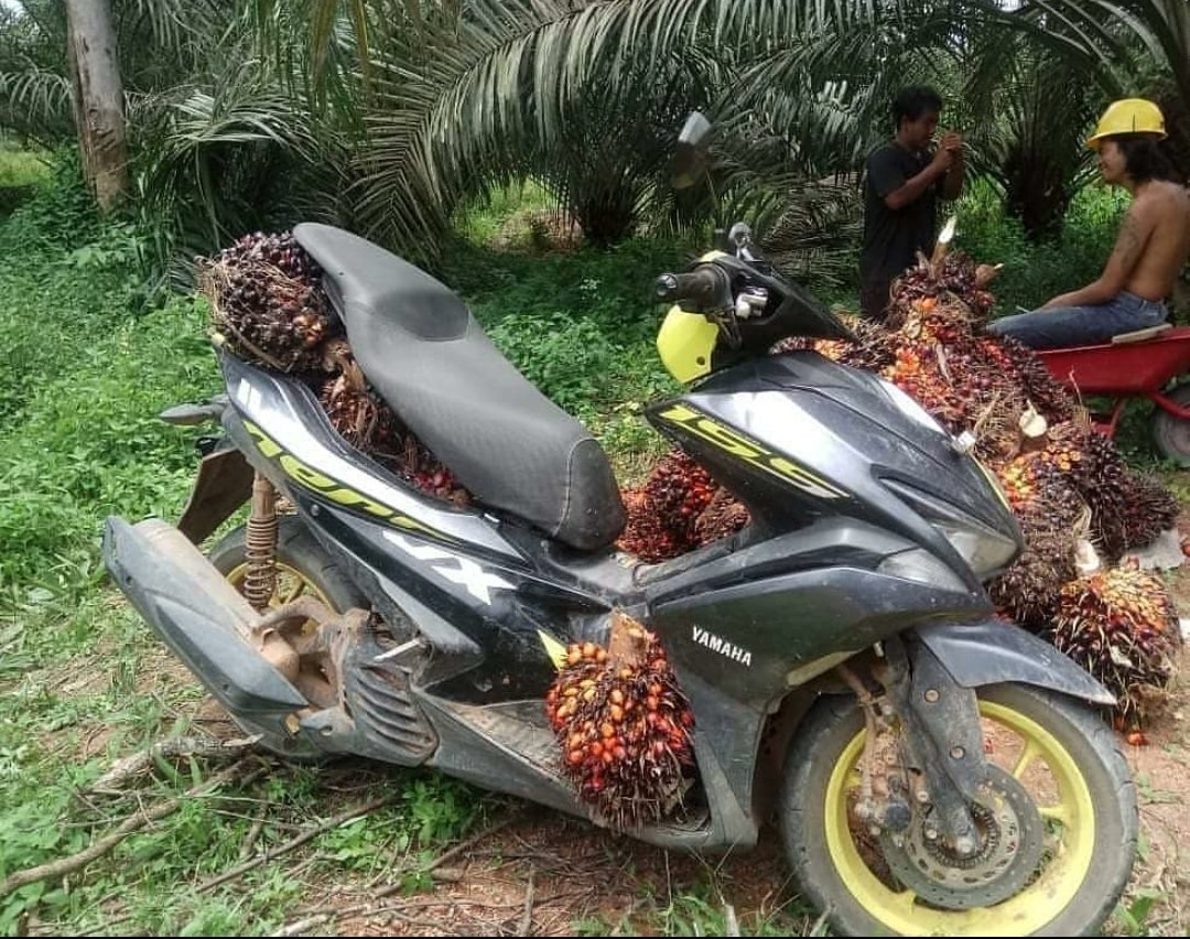 Itu yg ngerasa udah naik moge pas bawa ginian, gausah banyak gaya ya ajg. 
Dikampung gua cuma jadi kereta kebun