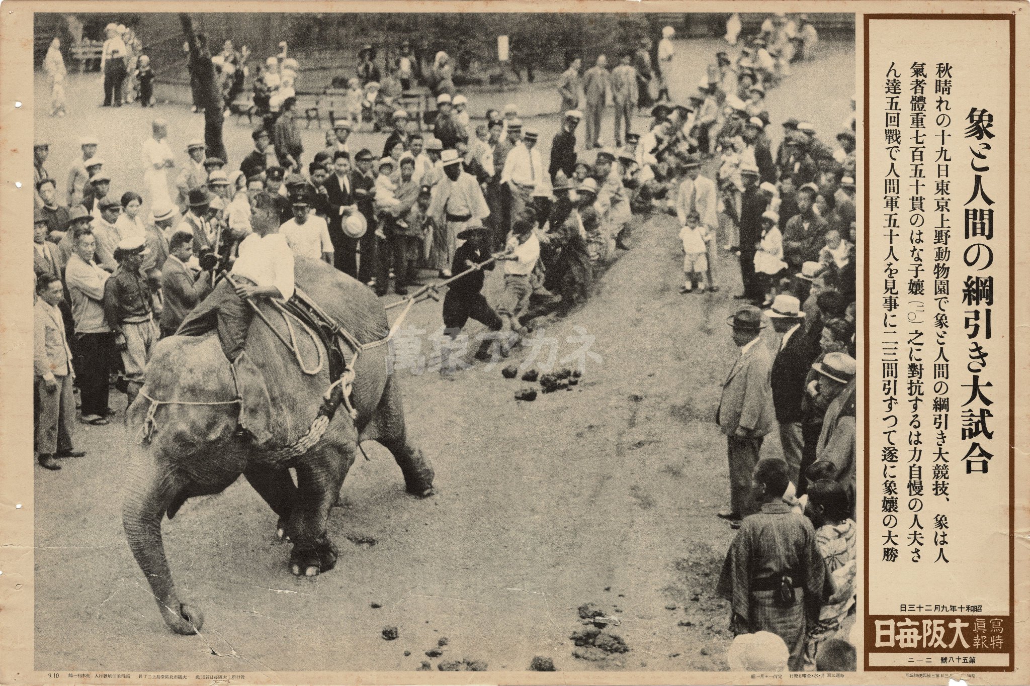 O Xrhsths 萬象アカネ レトロ Sto Twitter 昭和の報道 象と人間の綱引き大試合 昭和10年 秋晴れの上野動物園 綱引きで人間50人に大勝した象の 花子 はこの８年後 戦時猛獣処分の対象として餌を与えられずに餓死 戦後 童話 かわいそうなぞう や ドラえもん