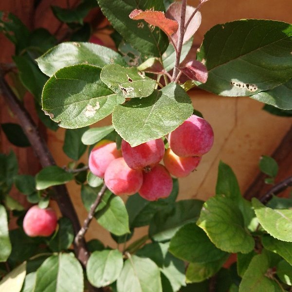 花と緑のtdr Bot オンタイム Tdl かわいいヒメリンゴ この植え方はエスパリエ仕立て と言うのですね 植える植物だけでなく 植え方にもヨーロッパのやり方を取り入れてエリアの雰囲気をさらに引き立てる工夫がされているのですね T Co