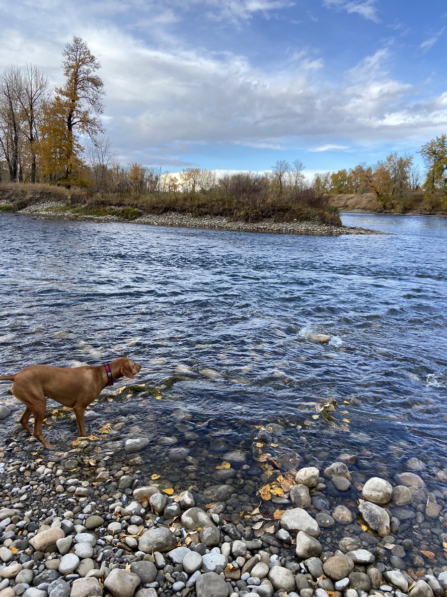 kourtpenner's tweet photo. Today we (finally) found blue sky, leaves to run through, and a beautiful river to throw rocks in. So thankful to live in this city with an abundance of nature and a great off-leash dog parks to roam. Also, my tiniest human takes a great photo! @SueHigginsDogs https://t.co/Sv0cCHmfhL