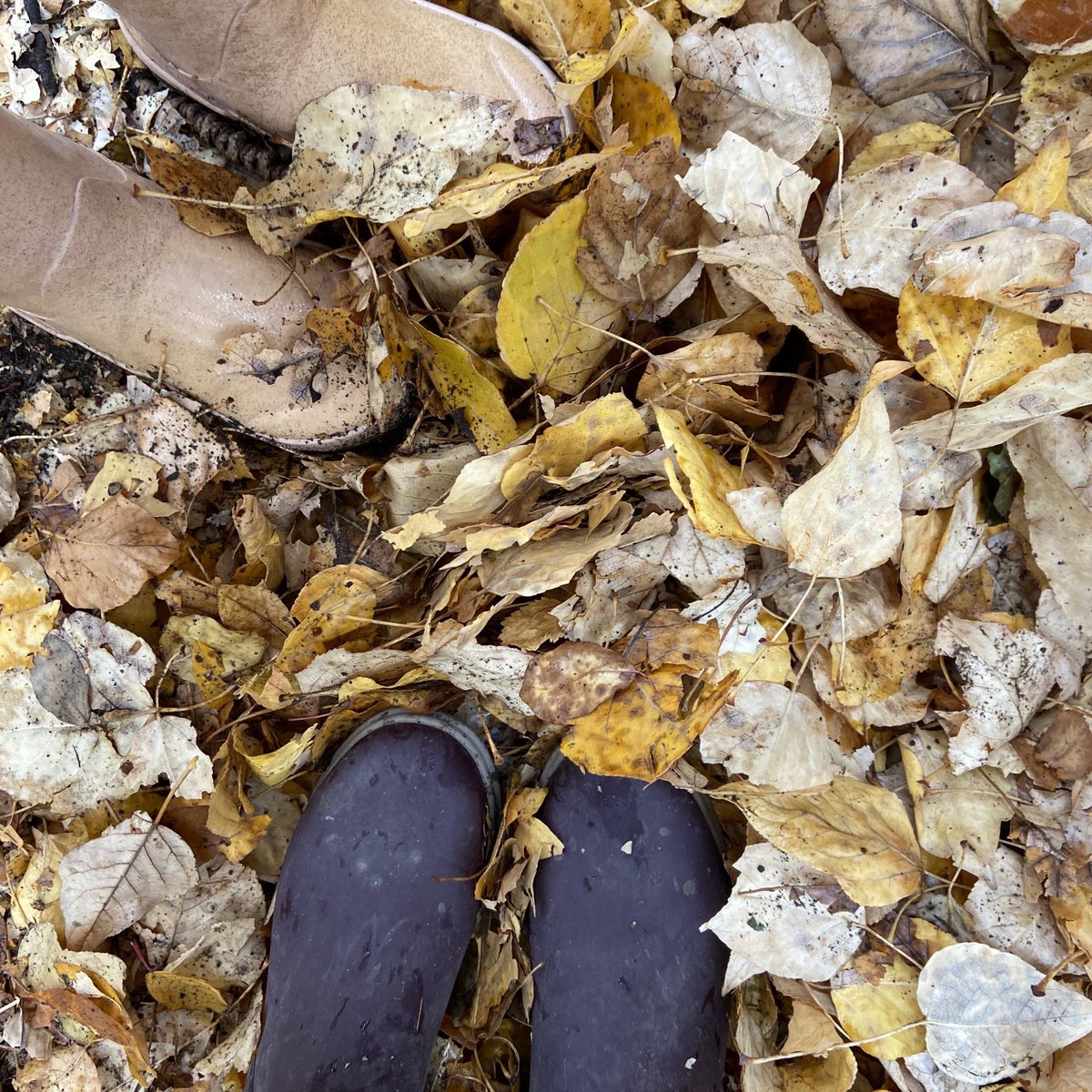 kourtpenner's tweet photo. Today we (finally) found blue sky, leaves to run through, and a beautiful river to throw rocks in. So thankful to live in this city with an abundance of nature and a great off-leash dog parks to roam. Also, my tiniest human takes a great photo! @SueHigginsDogs https://t.co/Sv0cCHmfhL
