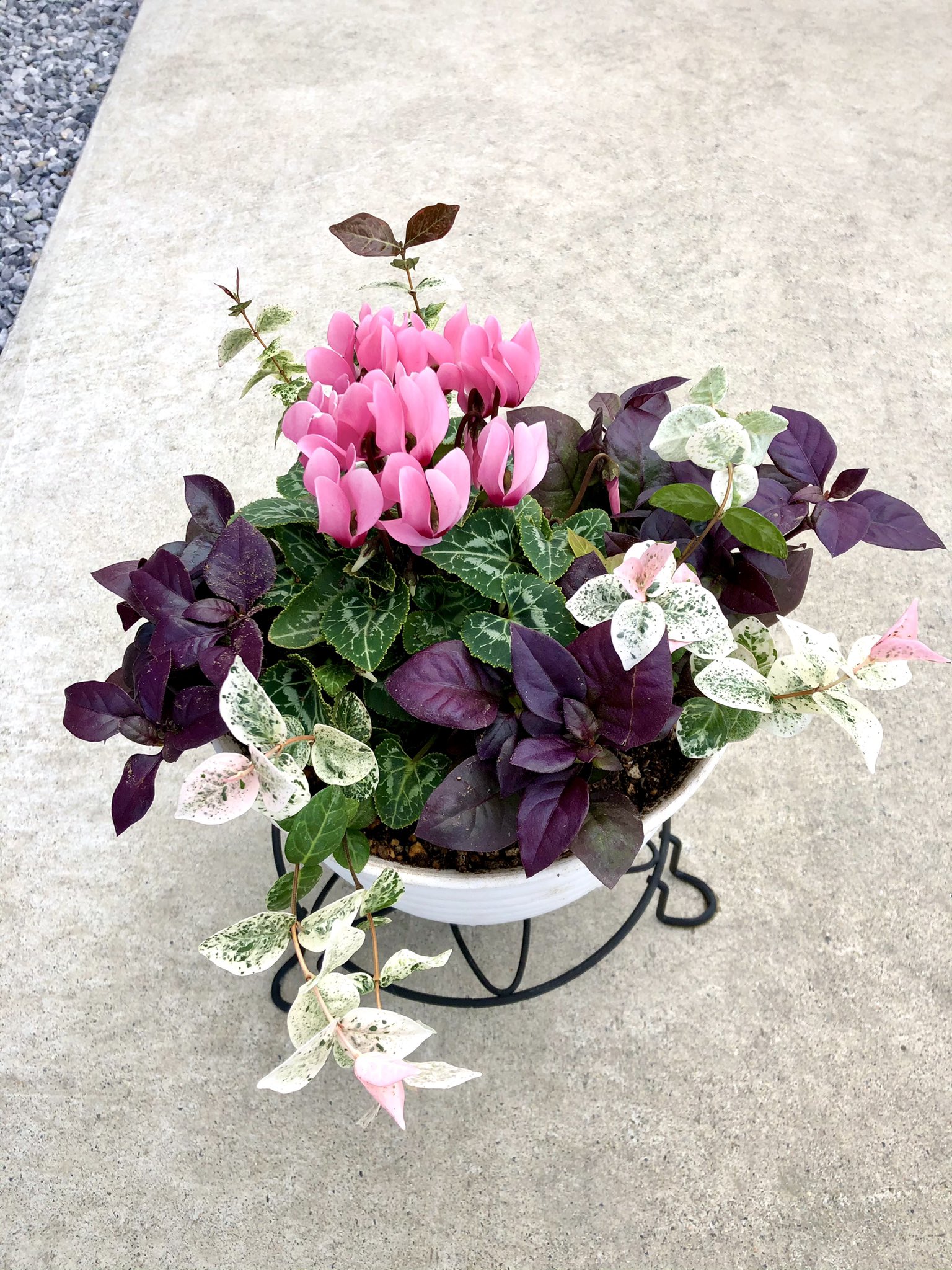 パナムgi8 園芸初心者が寄せ植えに挑戦してみました ガーデンシクラメンをメーンにアルテルナンテラとハツユキカズラ 相性 を見ないで植えたけど大丈夫かな ちゃんと育つといいなぁ ガーデンシクラメンの寄せ植え アルテルナンテラ