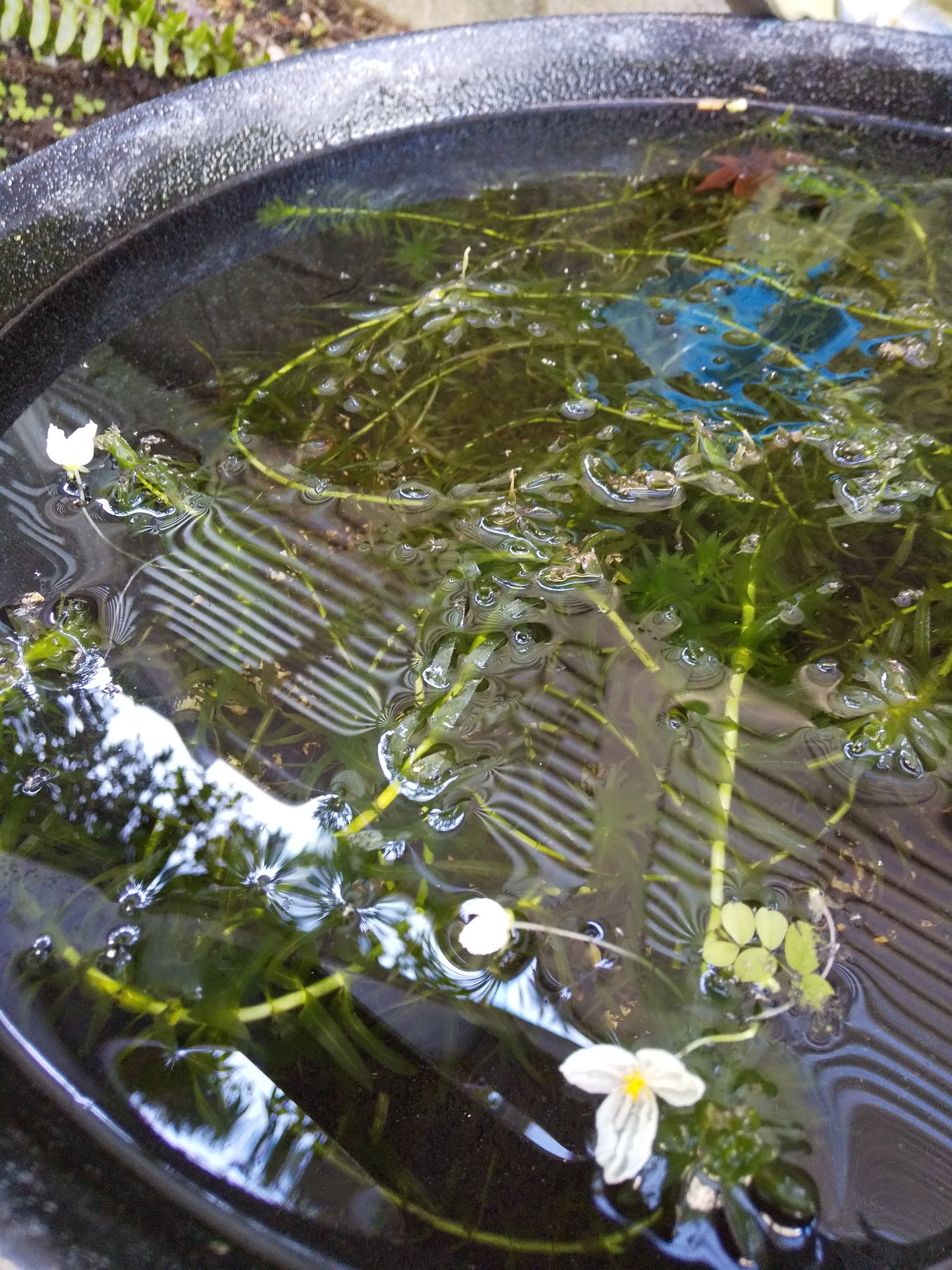 アナカリスの花 Twitter Search Twitter