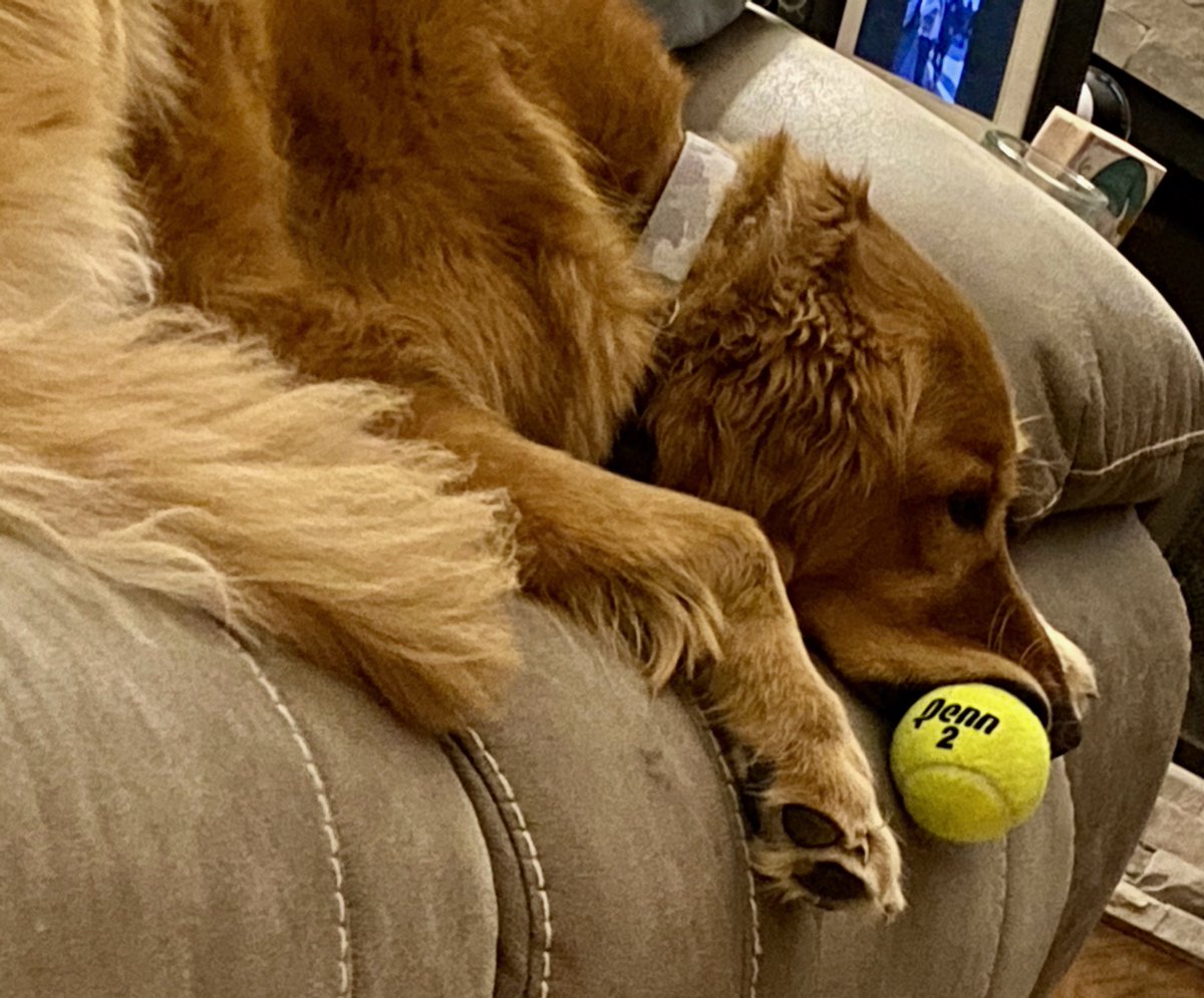 BeauRyley's tweet photo. Thought I could just drop my ball. But, it just stuck to my lip! 🤦🏼‍♂️@RetrieverFacts @GoldretrieverUS @OldRowPups https://t.co/TqIy9Zil5I