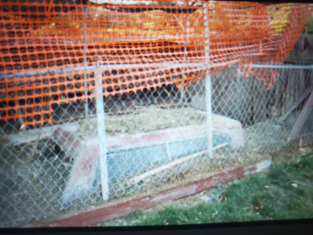 This is the rabbit pen, for size reference you can see the truck bed topper on the ground as part of the pen. Marty guessed he had about 27 rabbits, and said he needs 18 to feed to his pythons once a month.  @UPDSL said they removed 46 from the pen.  @fox13