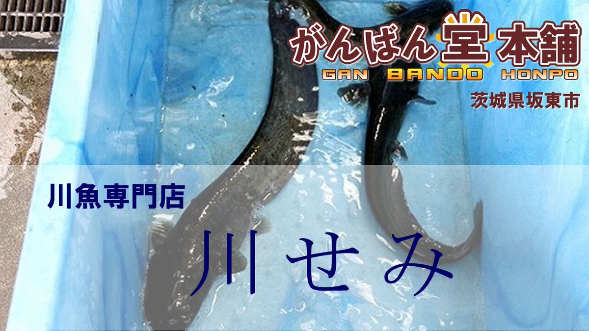 坂東市タウンなび 川魚専門店 川せみ 坂東市岩井1 1 川のものなら何でも揃う 川魚専門店 川せみ 活魚 佃煮 その他 イベントもの 金魚すくい等 当店の味は川魚職人の味で 全て辛口仕上げとなっております T Co 55dpqhsto3 坂東市 がんばん