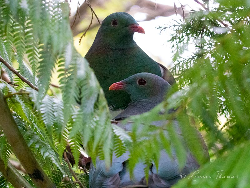 I came across a nesting #kereru, aka wood pigeon, couple on Saturday. They had set up their twiggy nest in the crown of a punga tree. The couple were so intensely private - kissing and cooing. I took my photos and quietly left. @Kereru4PM #nzbirds #birdwatching #nature #BOTY2020