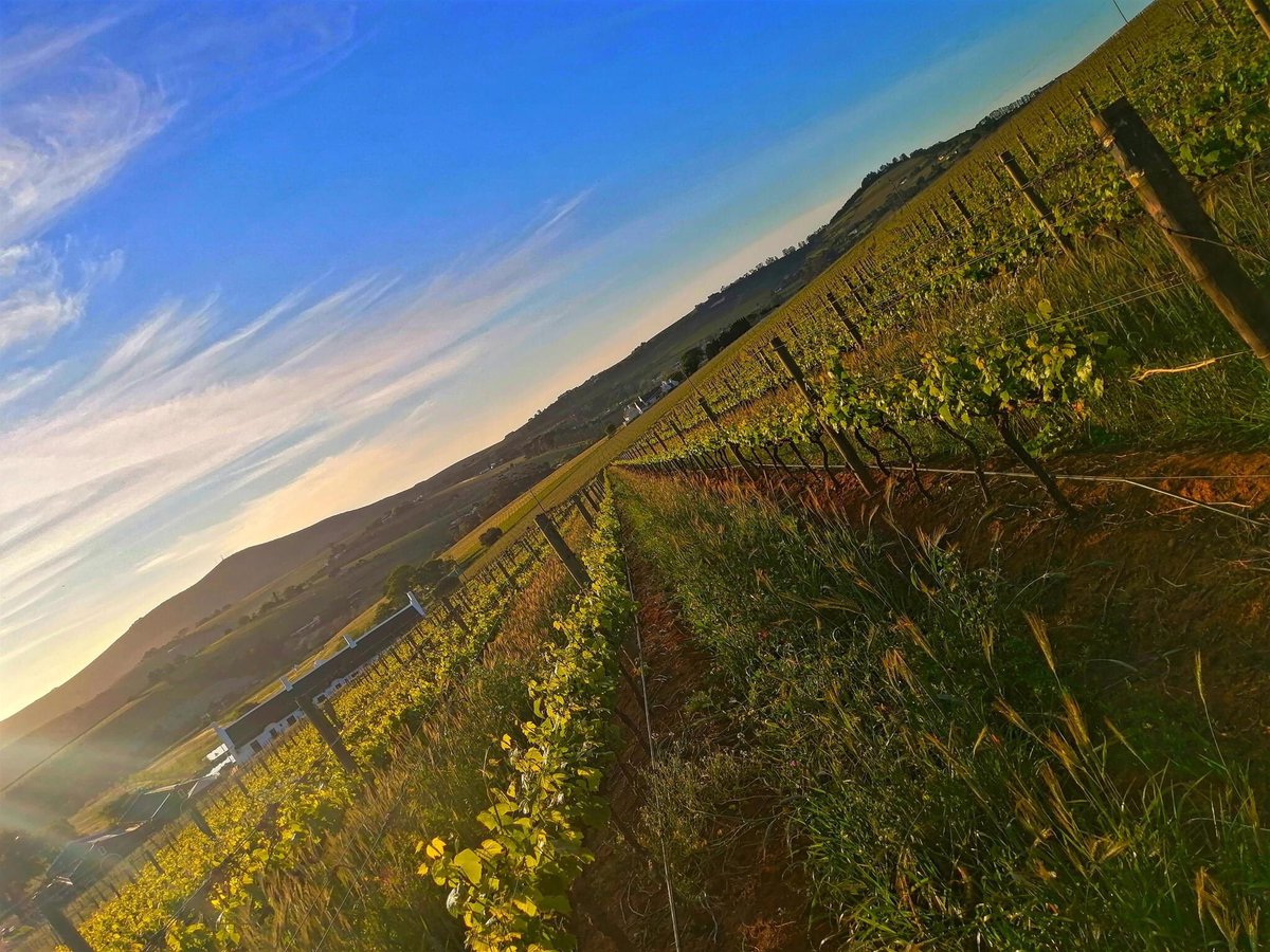 Sunday sunset views from our Viticulturist viewpoint. As he describes it : " When you do things with passion in Paradise, how can it be called work?"
#premiumwines 
#viticulture
#aaldering
#vineyardviews
#aaldering 
#wosa