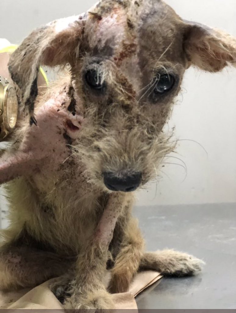 Distrito_Animal's tweet photo. Somos una residencia de más de 100 perritos y gatitos rescatados de situación de calle, maltrato y reproducción indiscriminada. 

Nuestros residentes son en su mayoría mestizos, con alguna discapacidad física o de edad avanzada. 

Esto es lo que hacemos: 
(antes-después)
Arya ❤️ https://t.co/LSlFRA2Sl6