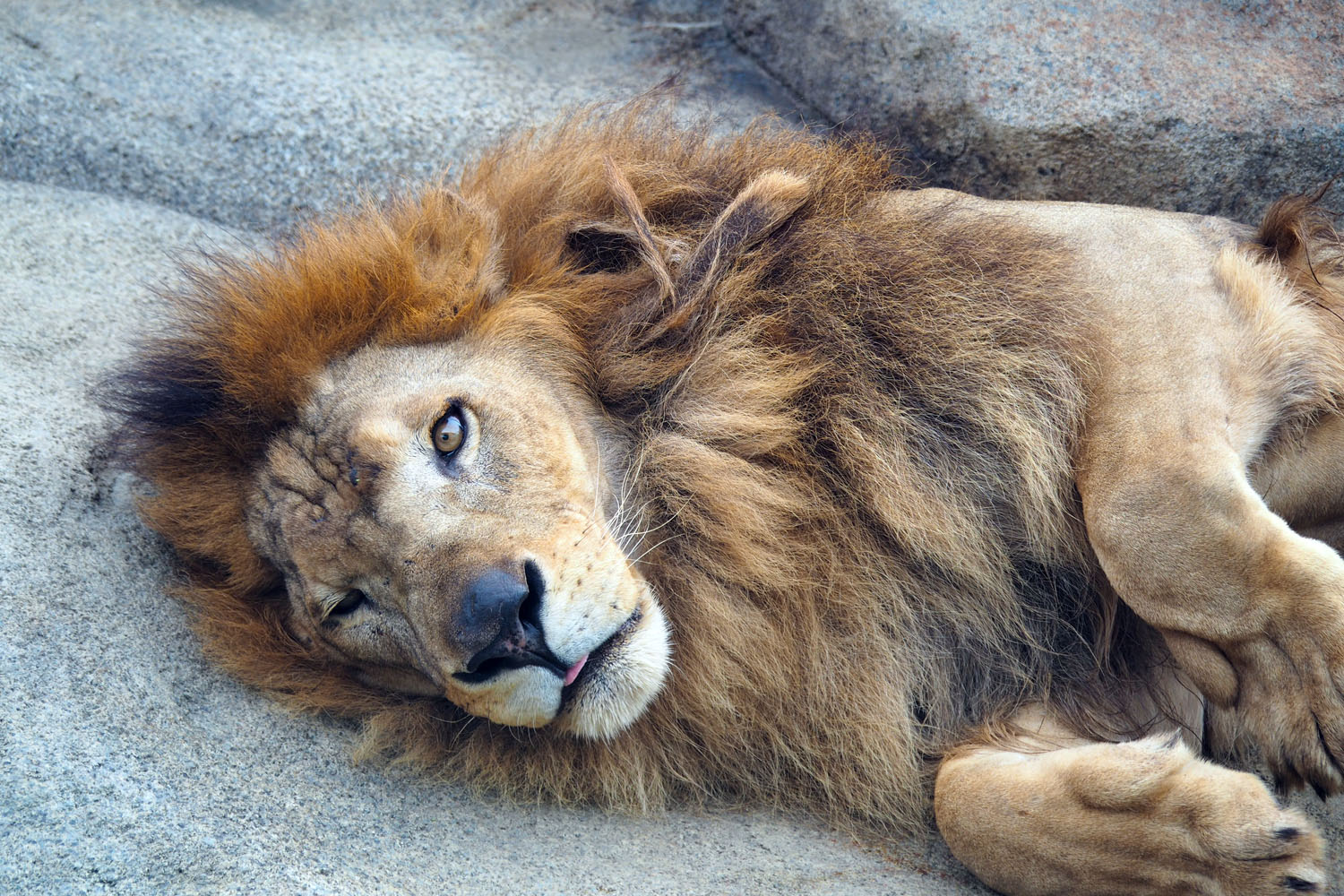 Twitter 上的 沖縄こどもの国 Okinawa Zoo Museum 公式 今日のライオン なかなか寝る体勢が決まらなかった様子のアルーシャ ごろごろしながら 起きたり ウトウト眠そうにしていたり 結局 最後の写真の体勢で落ち着いたようです ライオン Lion 眠い 沖縄