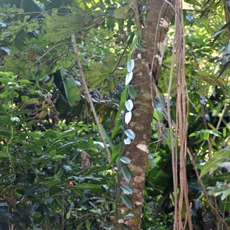 Wild vanilla vine growing up a tree. #vanilla #vanillabean #vanillaplanifolia #pompona #vanillapompona #vanillabeans #mexican #mexicanvanilla #mexicanvanillabeans #vanillabakery #vanillasugar #vanillacookies #baking #vanillaplant #orchid #vanillaaroma #mexicanproduct #chef