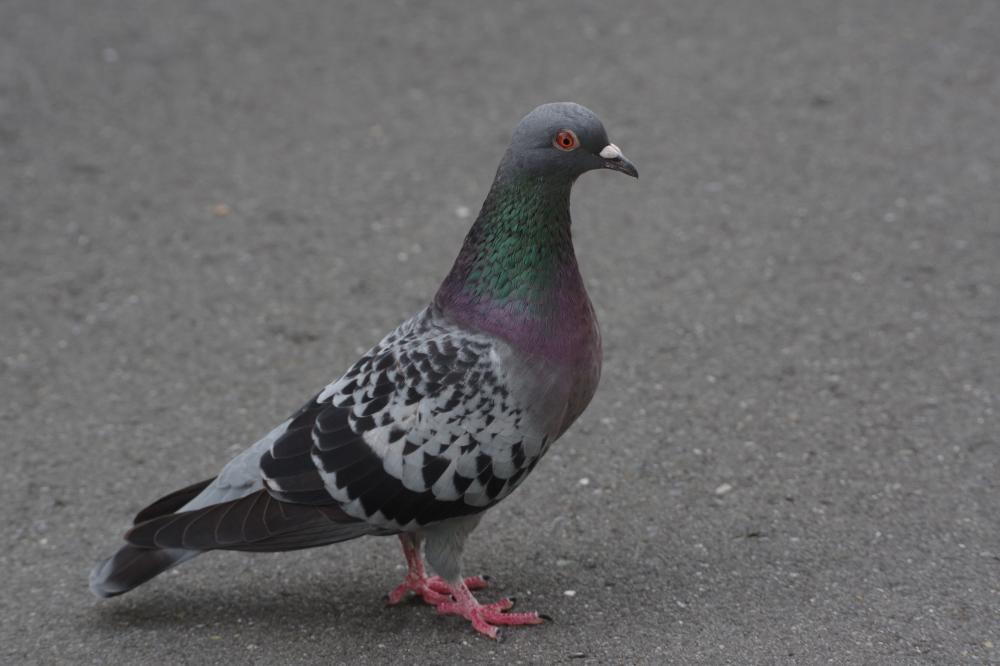 お昼のご近所さん。
我が家の周辺にはあまり見かけないスズメは、公園にならたくさんいるんだな。
#PENTAX #PENTAX_K_70 https://t.co/11gjbCUpGw