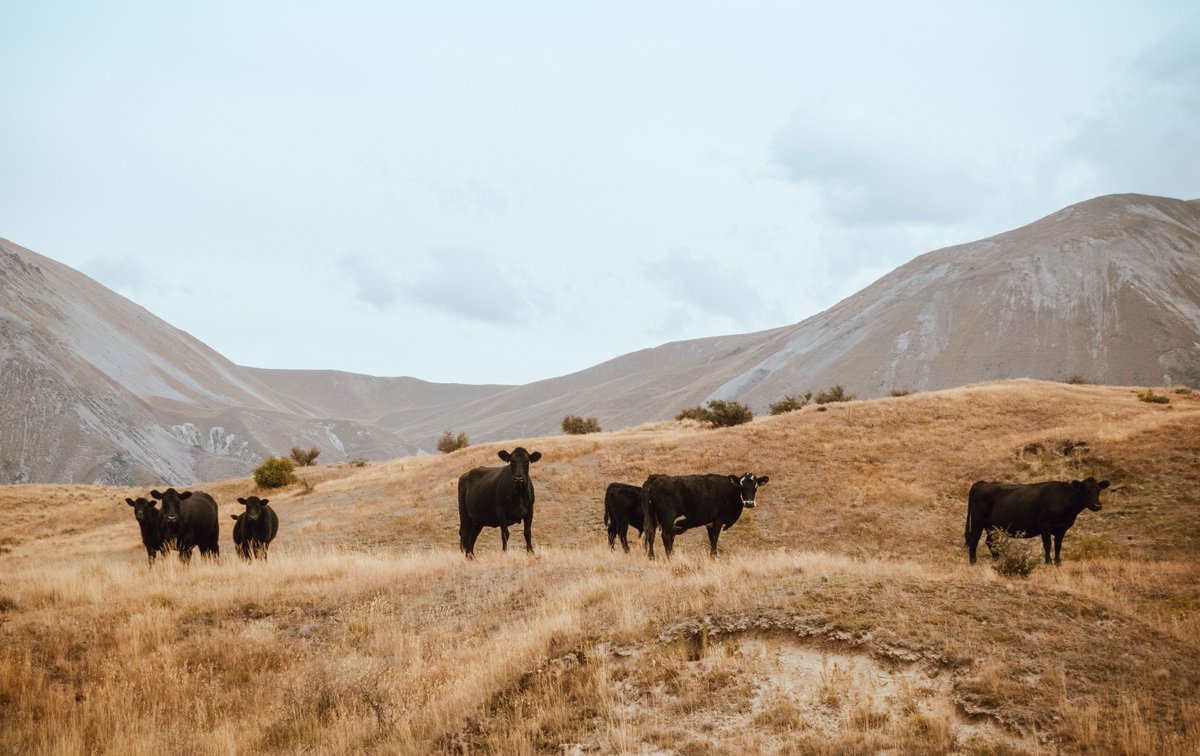"Benefits of cattle grazing for reducing fire fuels and hazard" buff.ly/30X1kKc Cattle not only provide food, they can reduce wildfire dangers, rescue land from the threat of desertification, build topsoil and contribute to habitat for wildlife