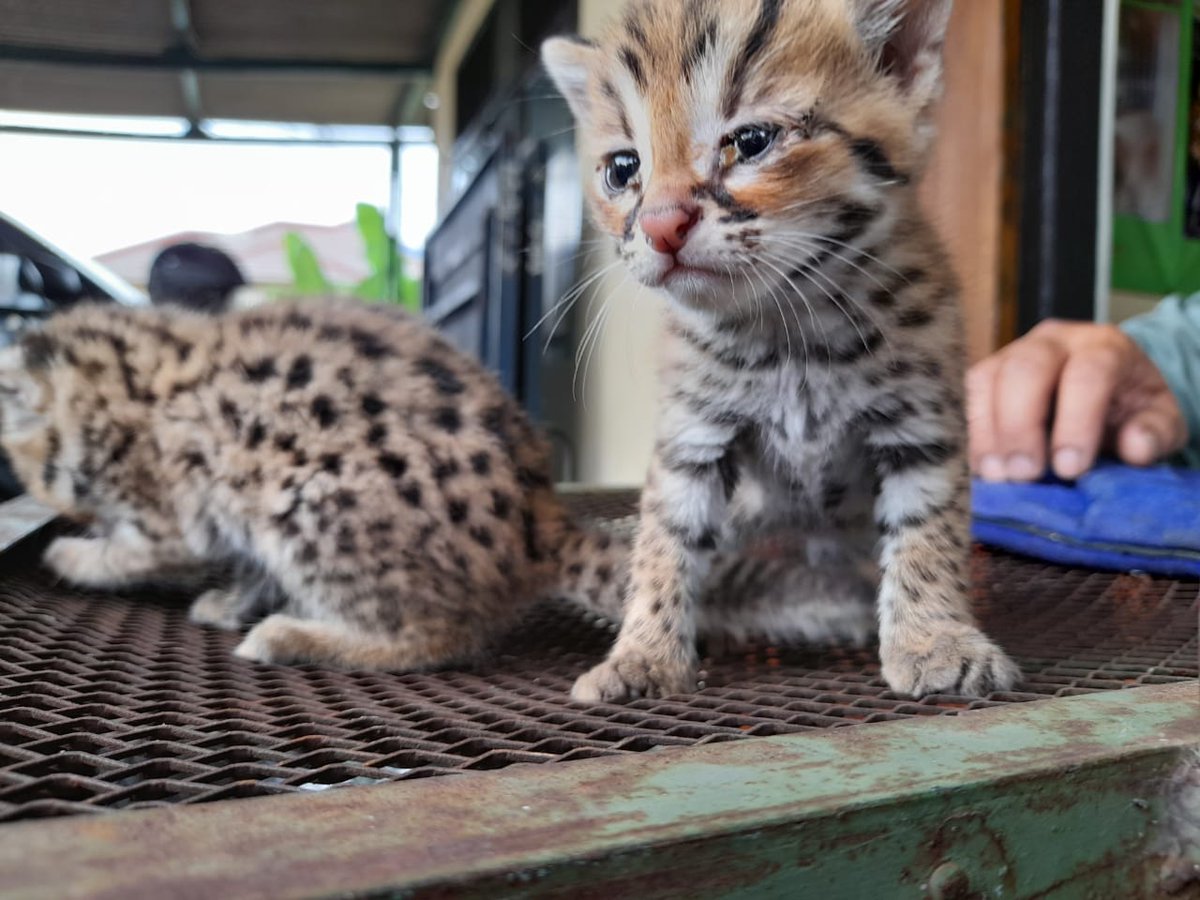 kemenhut_ri's tweet photo. Halo #SobatHijau 🌱 seorang warga di Kabupaten Serang menyerahkan kucing kuwuk (Prionailurus bengalensis) 😽berjenis kelamin jantan dan betina kepada Tim Gugus Tugas Tumbuhan Satwa Liar, Seksi Konservasi Wilayah I Serang, Balai Besar Konservasi Sumber Daya Alam (BBKSDA) Jabar. https://t.co/bjLTMUPDqB