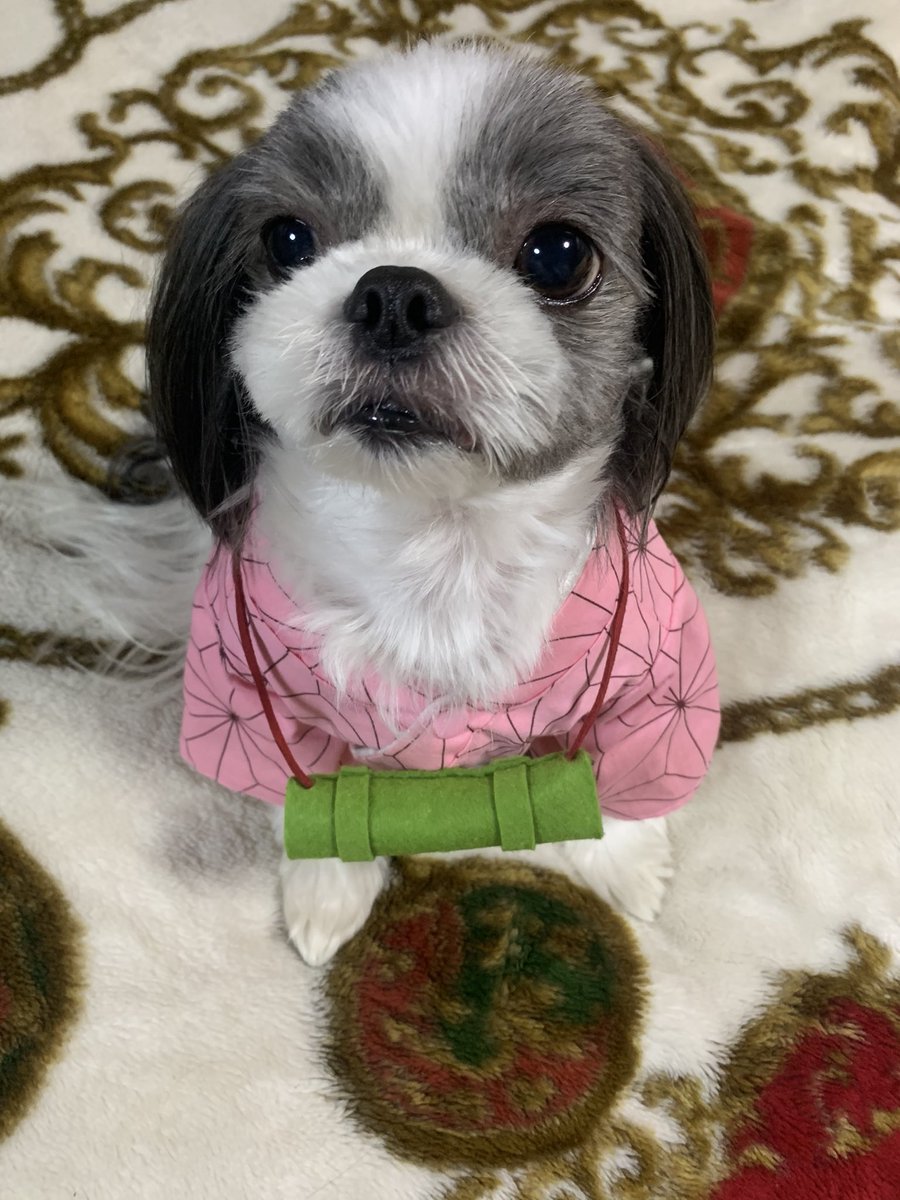 もんちゃん Twitterren ハロウィン用に今大人気の鬼滅の刃の禰豆子コスを作ってみました ᵕ 今年のハロウィンは禰豆子になります N W N 色が黒いからこういう明るい系の色味が似合うこと 可愛すぎてもうメロメロ シーズー 犬服 もんちゃん Twitterren ハロウィン用に今大人気の鬼滅の刃の禰豆子コスを作ってみました ᵕ 今年のハロウィンは禰豆子になります N W N 色が黒いからこういう明るい系の色味が似合うこと 可愛すぎてもうメロメロ シーズー 犬服