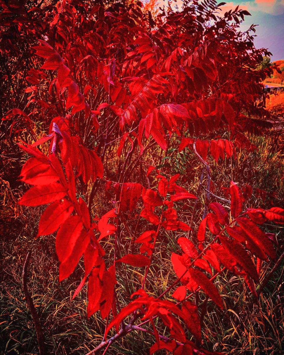 BarbarianTheMom's tweet photo. #Minneapolis is on Fire 
#fall #fallcolors #sumac https://t.co/gQkHFludQH