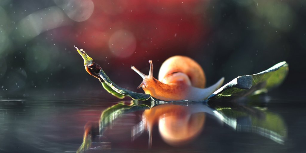 zooconomy's tweet image. The only measurable difference between snails and slugs is that the former has a shell. 
#zooconomy #amazon #didyouknow #snails #macrophotografy #macro #macrolovers #macrophoto  #nature_photo #naturephotography #bug #snail #snails #rosywolfsnail #mollusk #mollusks #invertebrates