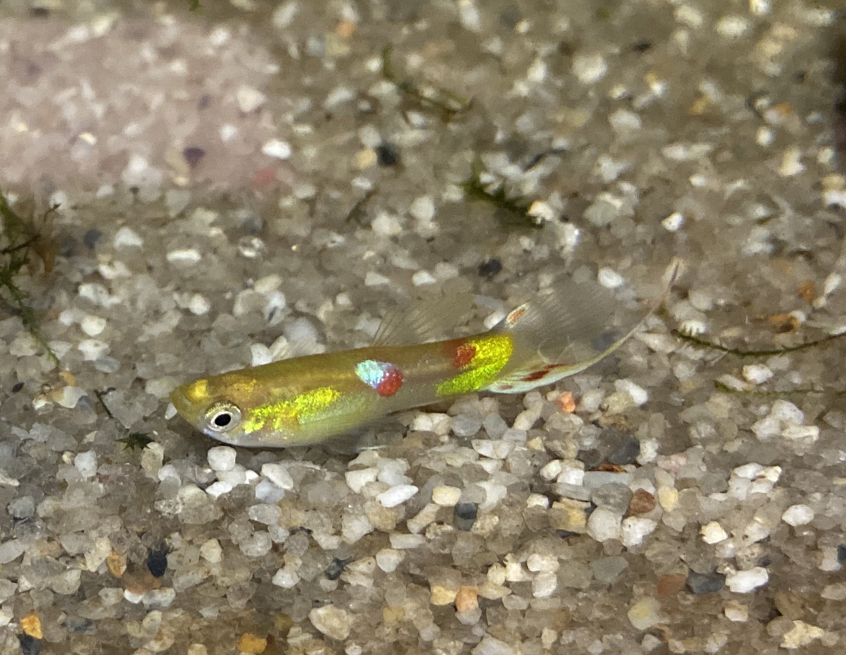 零八 寝てる魚 色抜ける奴は凄い変わる 1枚目エンドラーズゴールデンの人工的ぽい模様好き 縁日の水風船の斑点みたい 2枚目 起きてる時の面影がないアフリカンランプアイとミクロラスボラハナビ T Co 5yz66ghxak Twitter