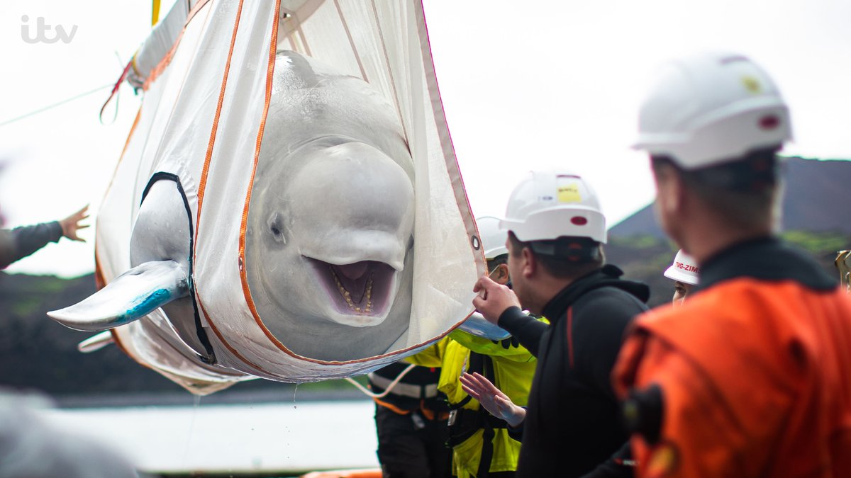 ITV's tweet photo. The conclusion of a truly epic and emotional journey. Little Grey &amp; Little White are heading for the wild! 🐳

John Bishop’s Great Whale Rescue tonight 9pm on ITV and @ITVHub 👉 https://t.co/FdQgLcGMVg

@JohnBishop100 #WhaleRescue https://t.co/DOPk6N9WFr