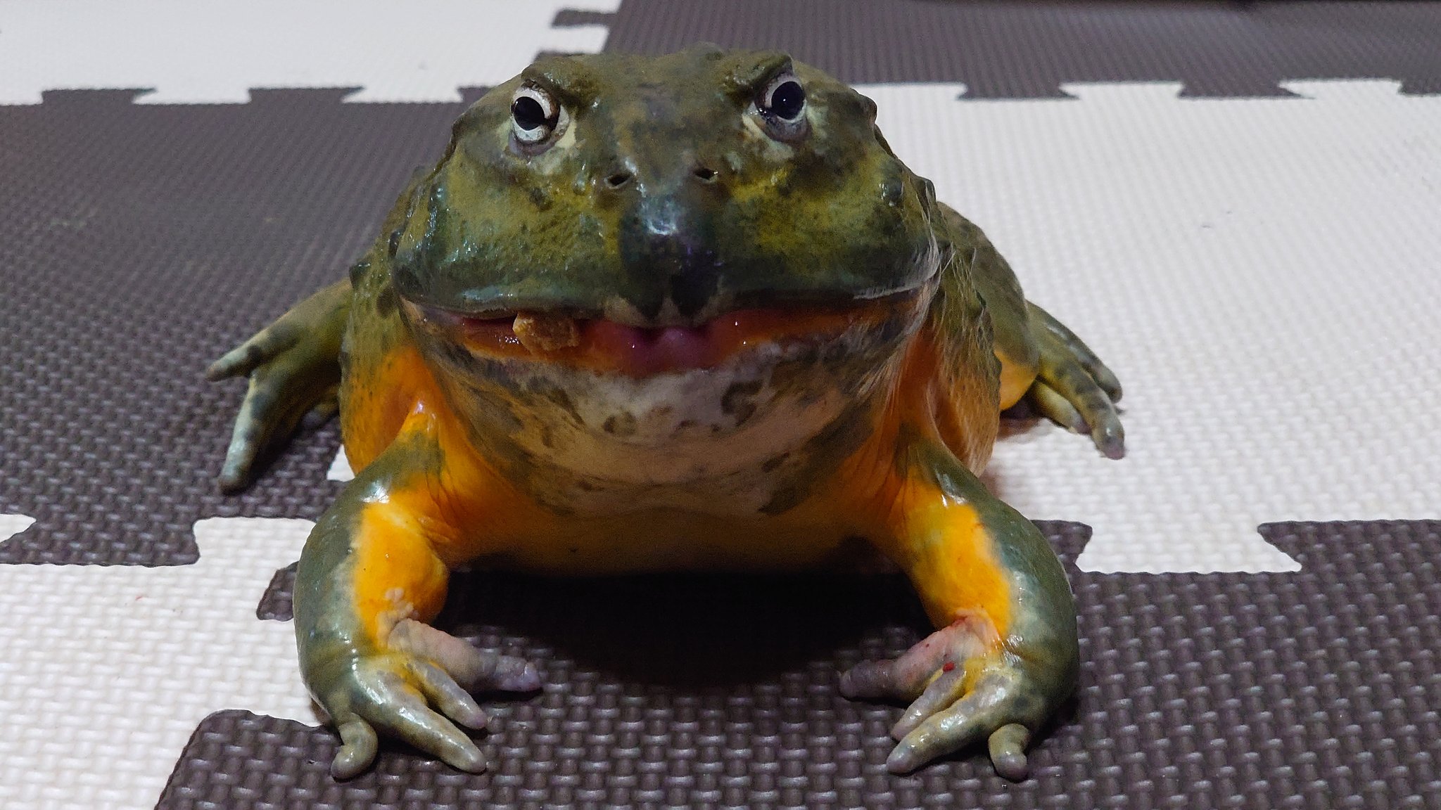 笑面虎イトちん イwト やはり危険っスねアフリカウシガエルの牙は 飼いやすいようで危険な生き物だと言うことだ T Co F73dkp4hyd Twitter