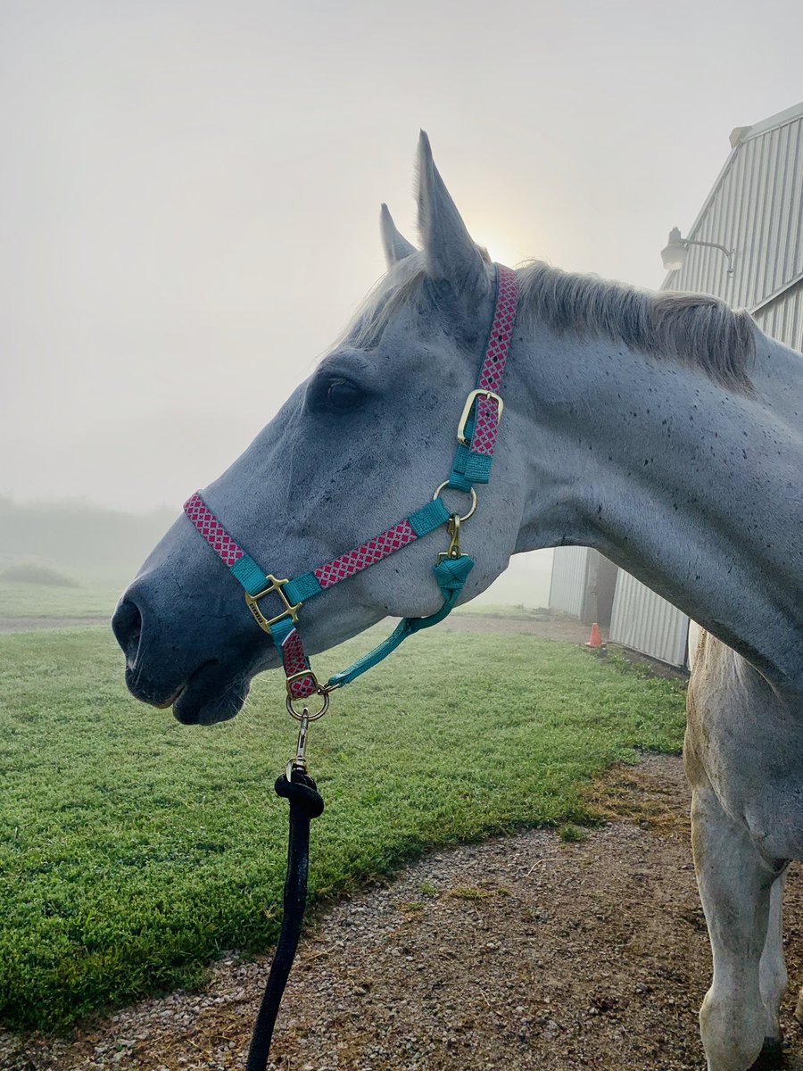 this is doing numbers so everyone while ur here look at my horse