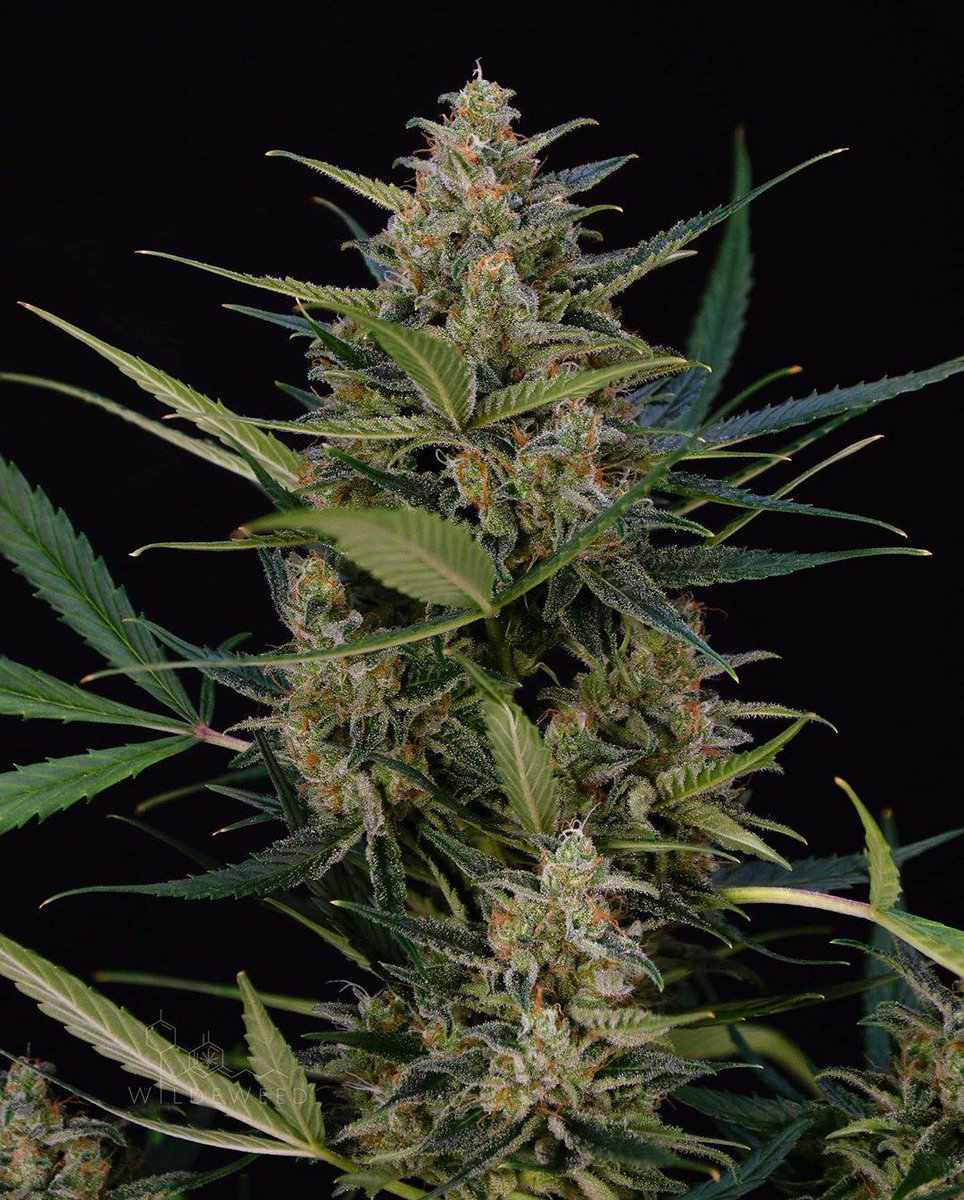 spliffseeds's tweet photo. 🧀Getting Cheesy🧀 
📸@wildeweed
🌷:#spliffcheese
⛽:@greenbuzzliquids
👨‍🌾:#spliffseeds
🌐:https://t.co/L9GnGwCDGY https://t.co/9SJCkrcgKp