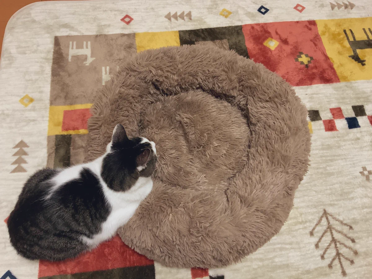 猫用にふわふわのベッドを購入していたが、あまりお気に入り召さなかったのか？？？