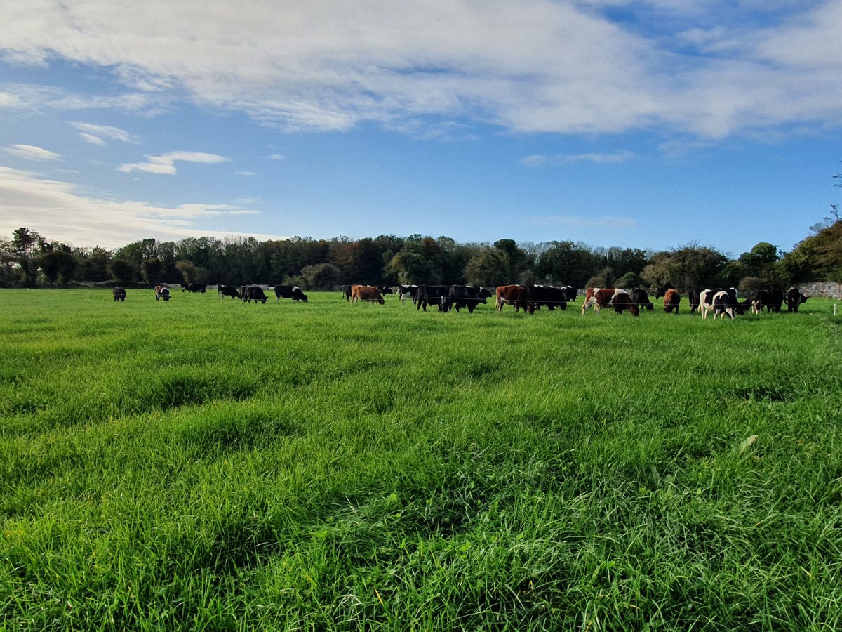 A treat for the heifers today. Abergain, Astonenergy, Clover reseed. Lucky girls