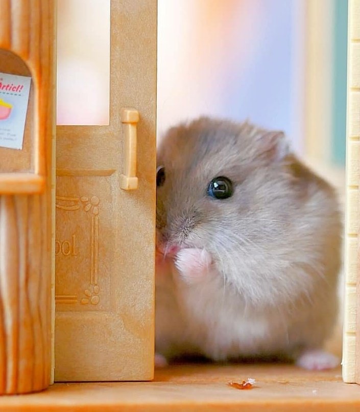 JOONG as Nong Hamster ~A devastating thread~  #ดราก้อนจุง