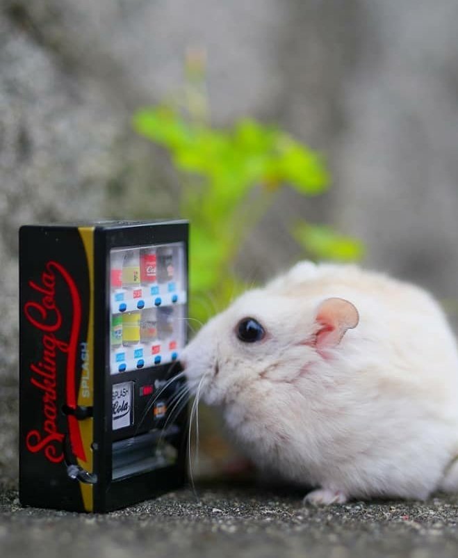 JOONG as Nong Hamster ~A devastating thread~  #ดราก้อนจุง