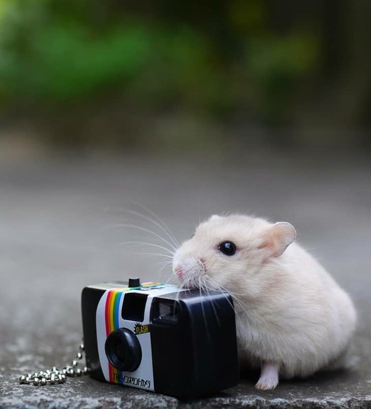 JOONG as Nong Hamster ~A devastating thread~  #ดราก้อนจุง