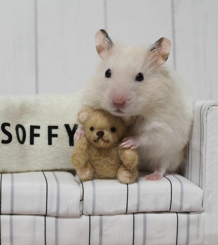 JOONG as Nong Hamster ~A devastating thread~  #ดราก้อนจุง