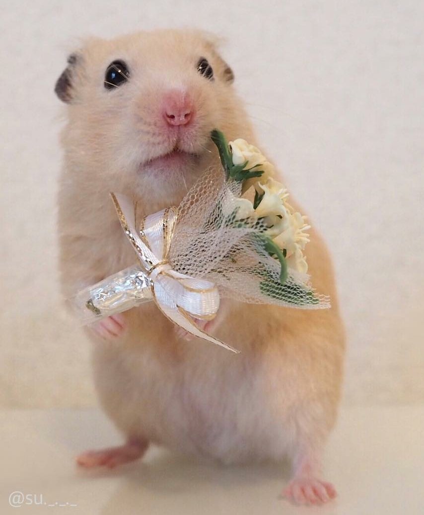 JOONG as Nong Hamster ~A devastating thread~  #ดราก้อนจุง