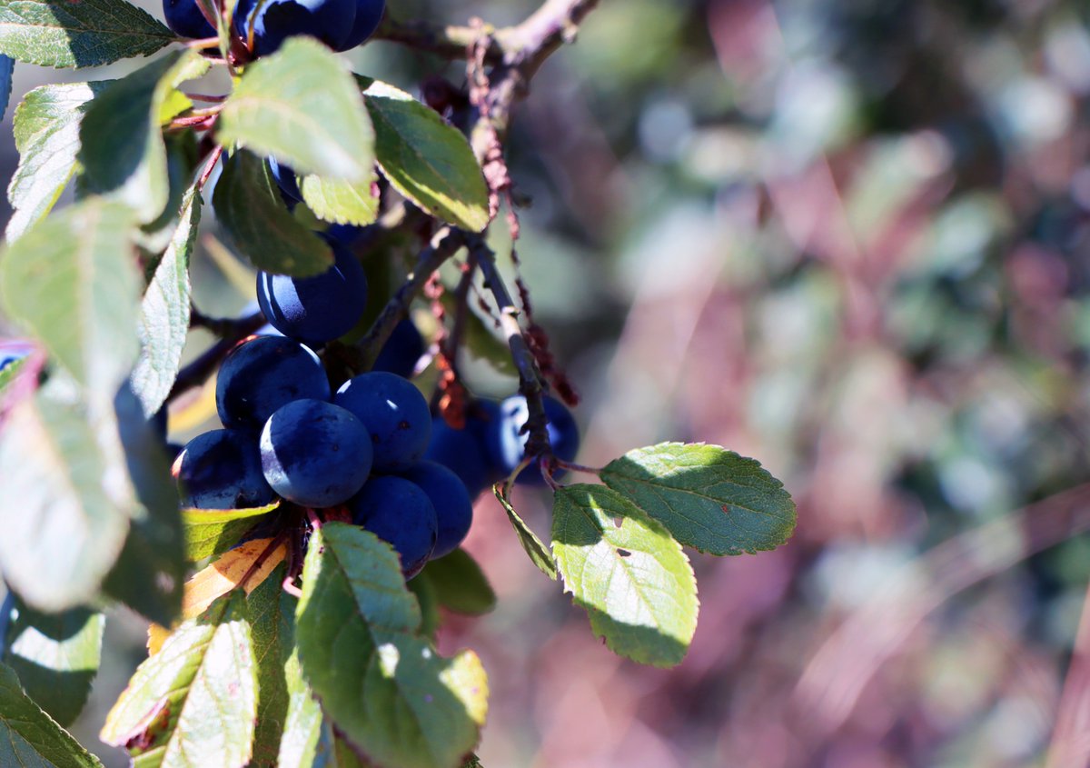 SocialAgUK's tweet photo. As we  transition into autumn and last months of 2020, it is a good time to consider your social media presence and aims for the new year. Contact SocialAg and see how we can help you champion social media and get a head start 🍂📱 #SocialMediaMarketing

📷 Elsie Green https://t.co/m4965M66zy