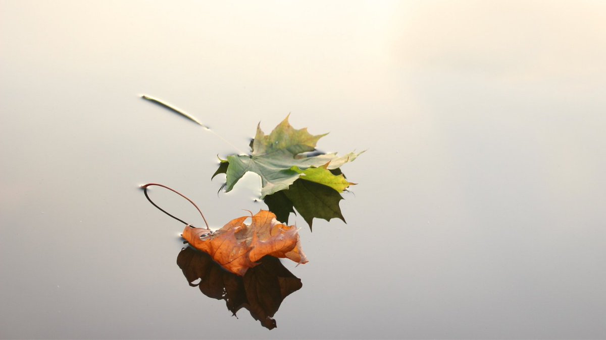 An Autumn Update from Halo: halophysio.co.uk/autumn-update/

#Kenilworth #Physio #Physiotherapy