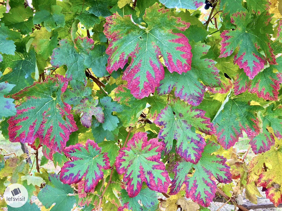 Let's Visit Piemonte tweet media