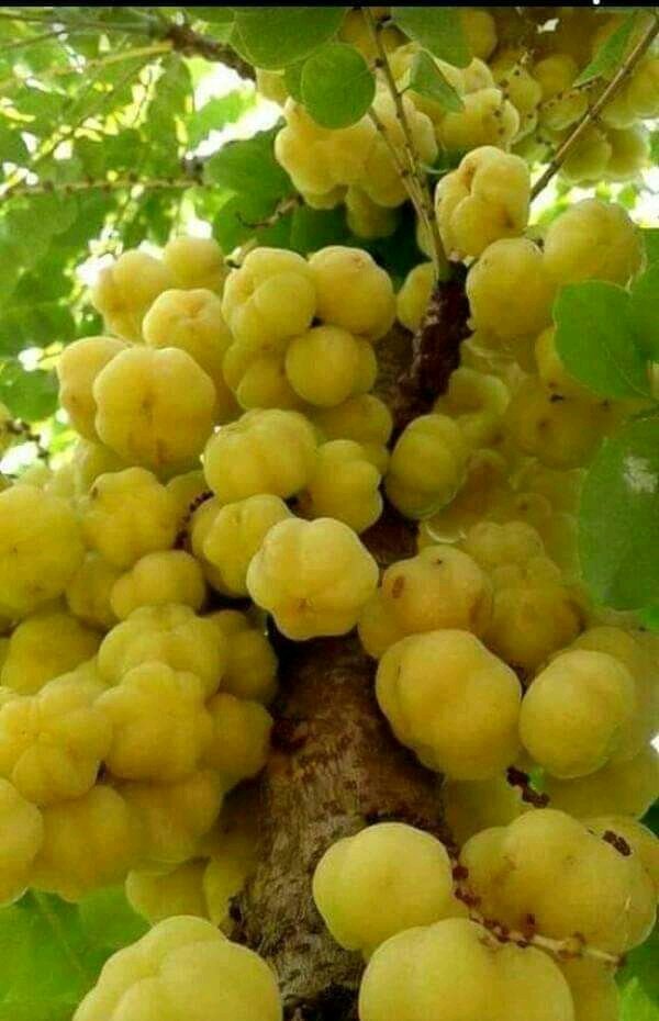 এইগুলা ফলের নাম কি? 
কেউ বলতে পারবেন🙄