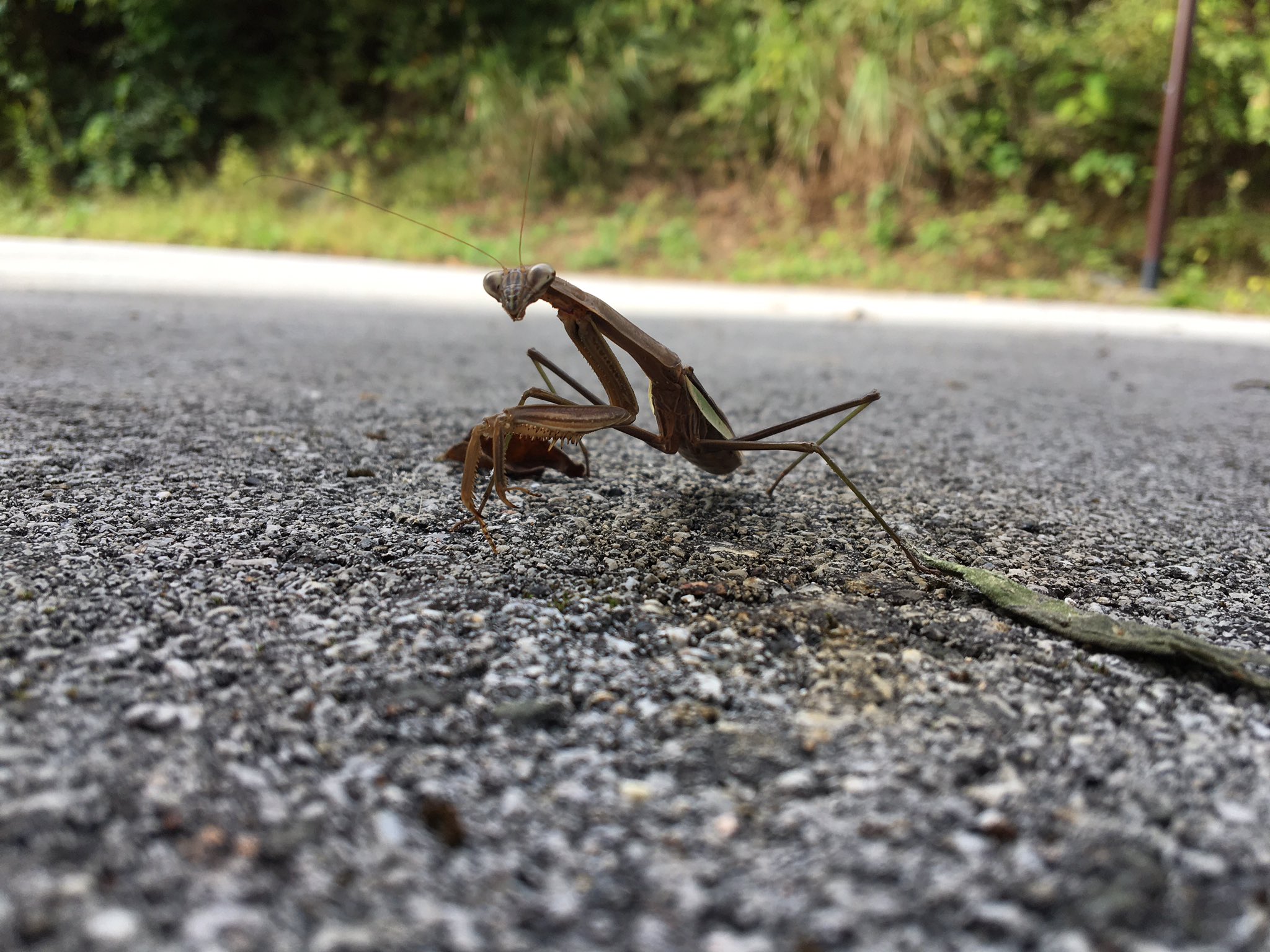 Tsuyoshi オオカマキリ ハラビロカマキリ 茶色のオオカマキリって珍しくない 近くの壁にハラビロカマキリも居ました 小学生の時は中々捕まえられなかったので 未だにハラビロに出会えたら嬉しくなります