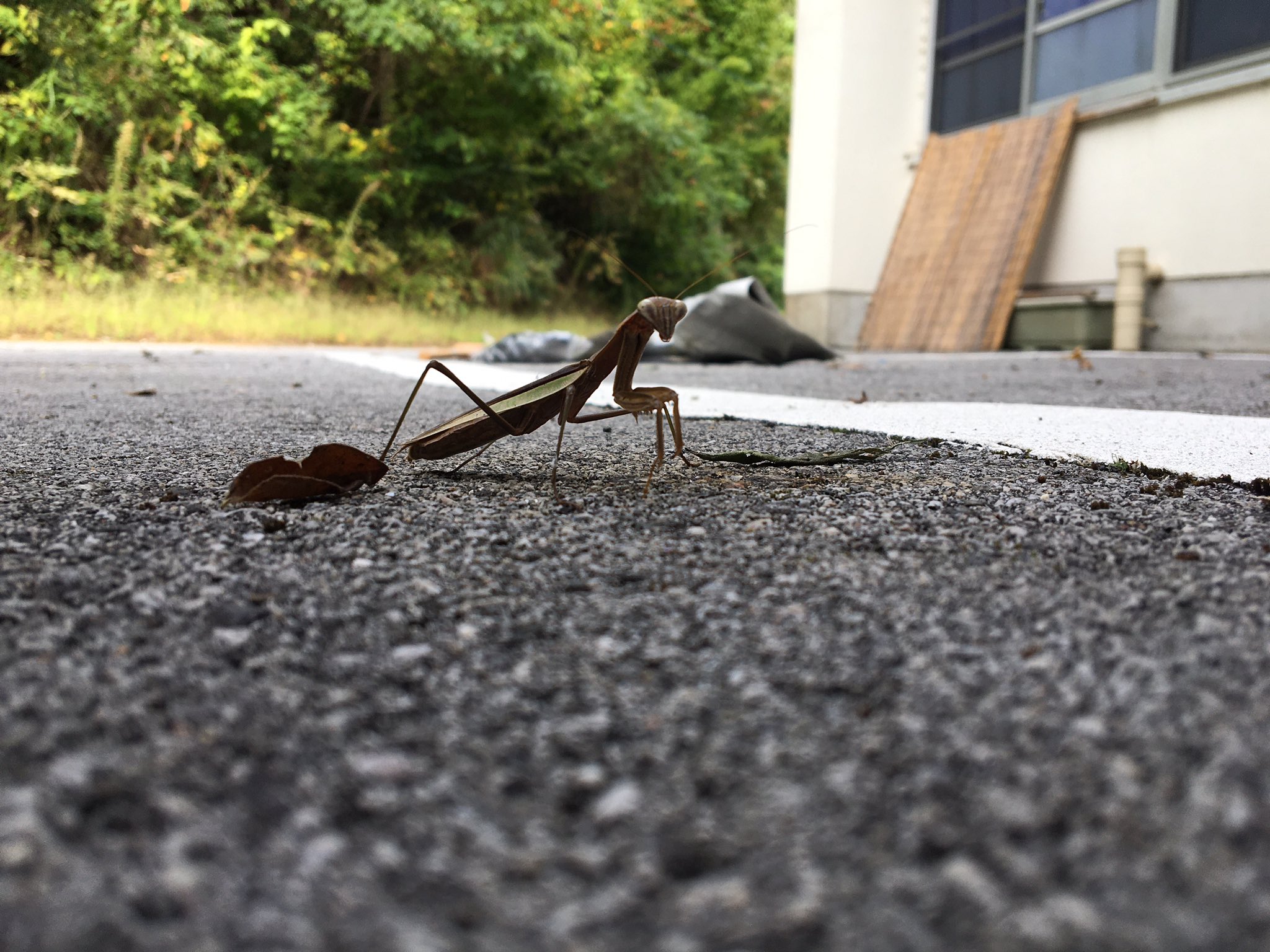 Tsuyoshi オオカマキリ ハラビロカマキリ 茶色のオオカマキリって珍しくない 近くの壁にハラビロカマキリも居ました 小学生の時は中々捕まえられなかったので 未だにハラビロに出会えたら嬉しくなります