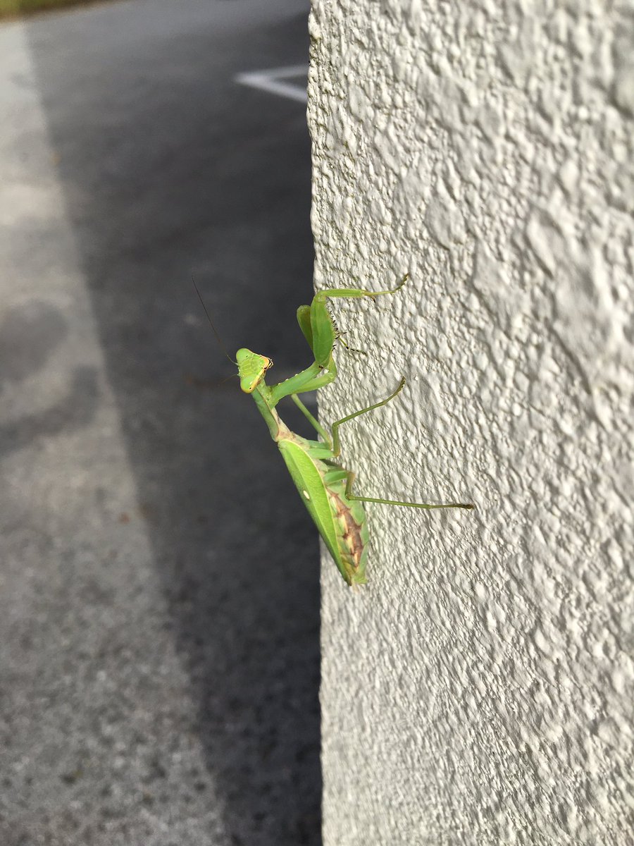 Tsuyoshi オオカマキリ ハラビロカマキリ 茶色のオオカマキリって珍しくない 近くの壁にハラビロカマキリも居ました 小学生の時は中々捕まえられなかったので 未だにハラビロに出会えたら嬉しくなります