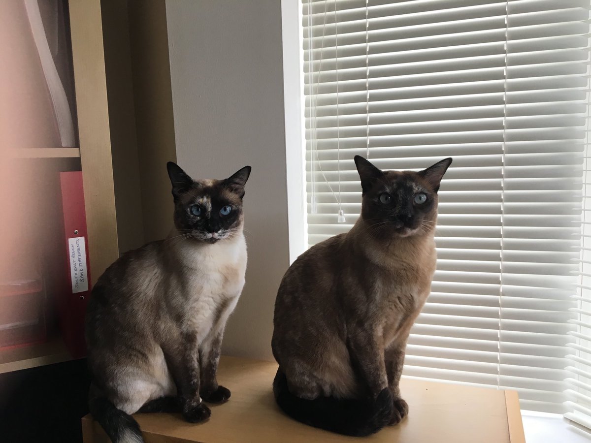 We’re like china pot cats! #cats #pottery https://t.co/GGIpKQnczP
