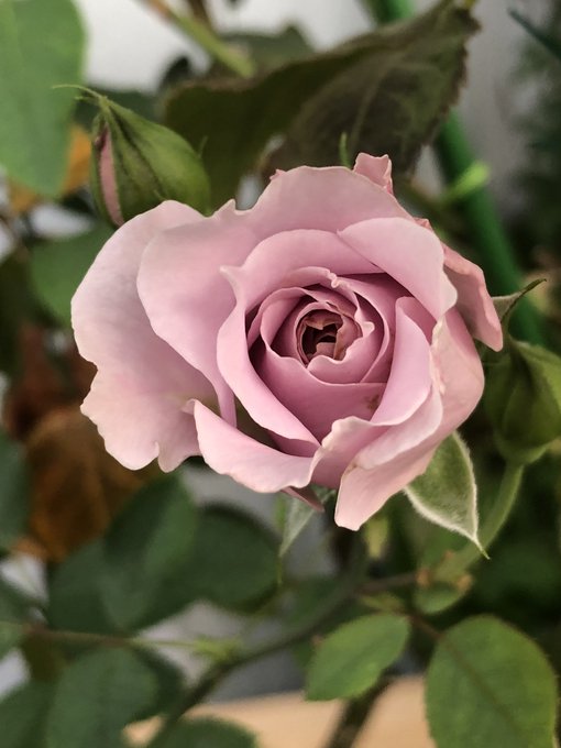 薔薇 高画質 のtwitterイラスト検索結果