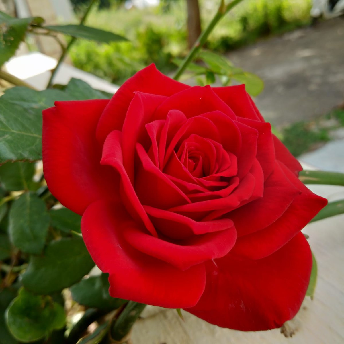hodophiledodo's tweet photo. #FlowerAtHome https://t.co/knyHe5ZDYd