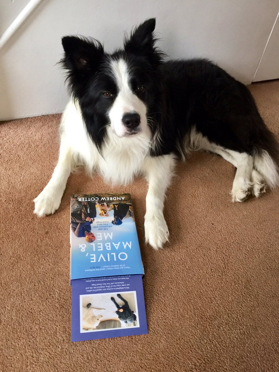 Archie Dog aka Tefryn Chase the Dream 🐶🐾💙 tweet media