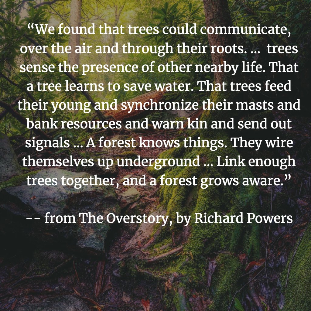 In His New Novel, Richard Powers Writes From a Tree's Point of View