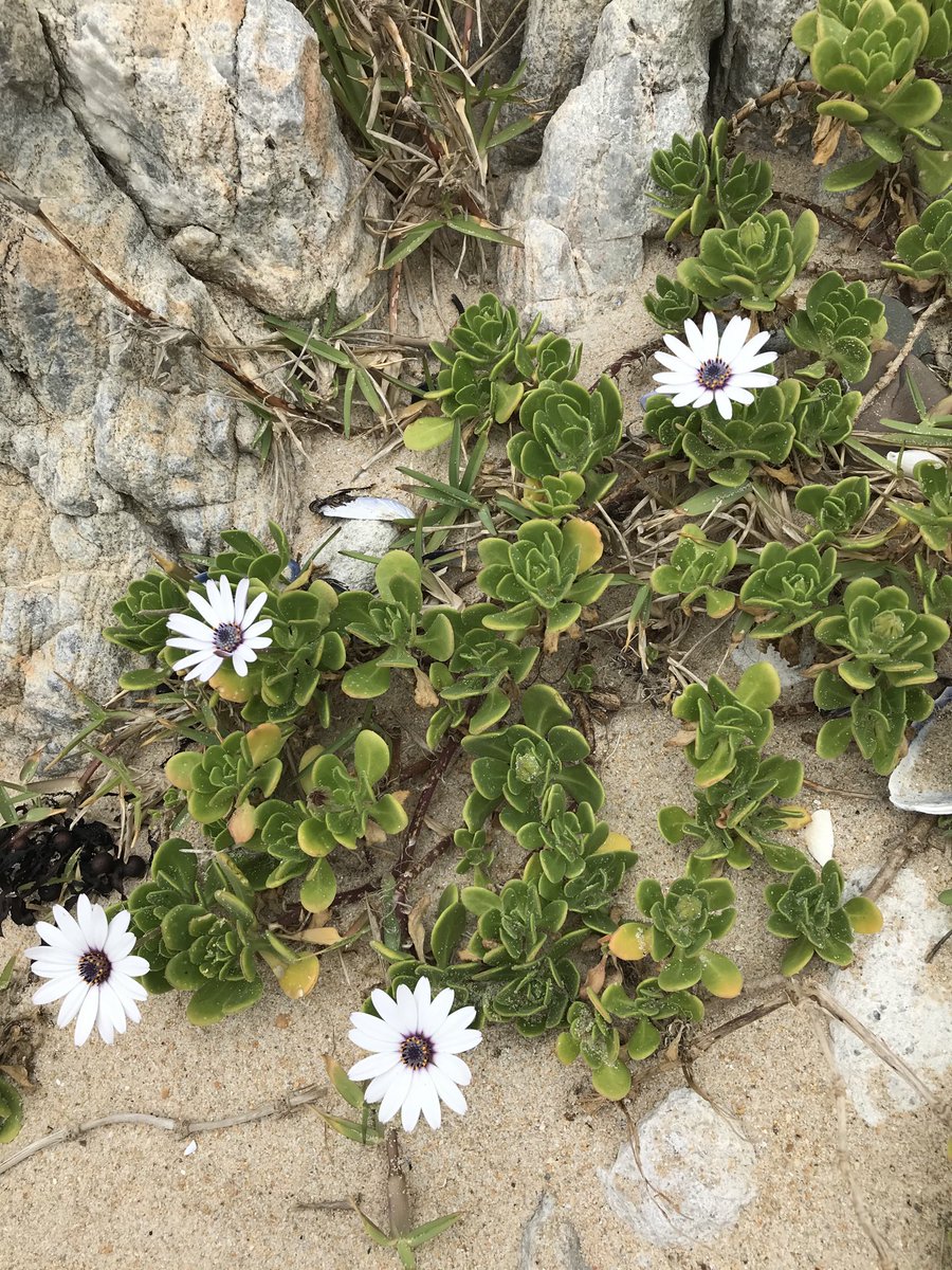 elisetempelhoff's tweet photo. Good morning! @CMemories73 #daisies on the #beach in #Kleinmond #8October2020 have a great day #Overstrand https://t.co/fptQErb5iQ