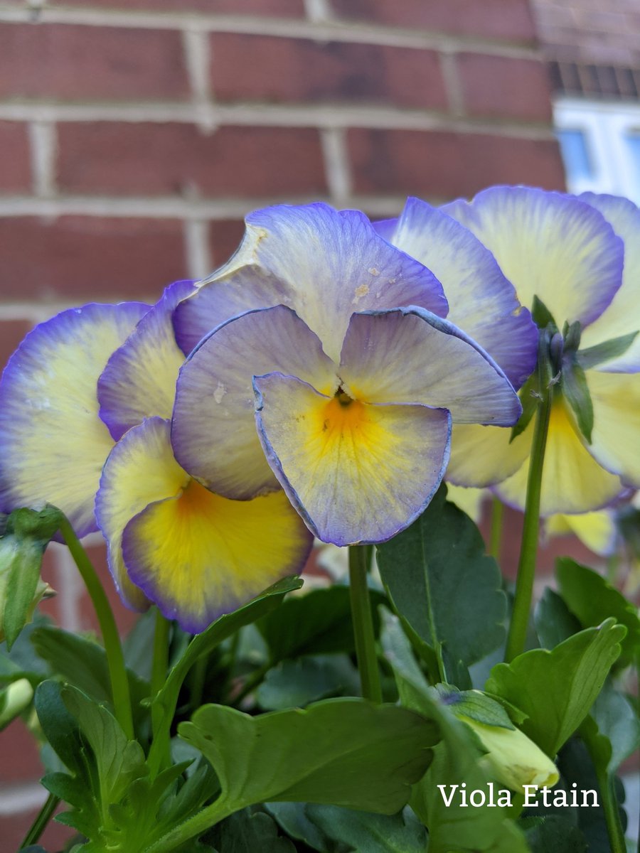 Good morning everyone and happy Tuesday, today's photo is of a Viola Etain, the plant flowers from Spring to Autumn, giving off a beautiful fragrance,  it is ideal for borders or containers, this plant is only mildly toxic to cats and dogs, take care, have a lovely day 🌞🌼🍁🏵️xx