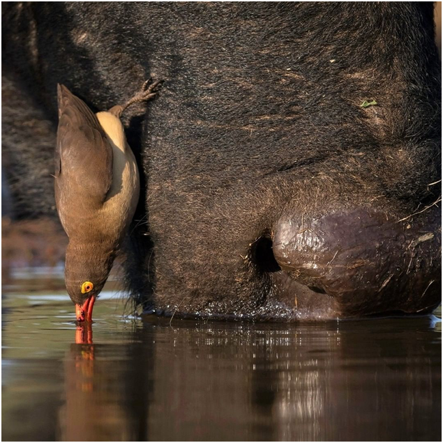 A red-billed oxpecker and buffalo take a drink together.

#buffalo #capebuffalo #tanzania #tanzanianationalparks #oxpecker #tanzania #tanzaniasafaris #safaris #wildlife #tanzaniawildlife #adventure #wildlifeadventure #serengetinationalpark #exploretanzaniabuffaloofafrica