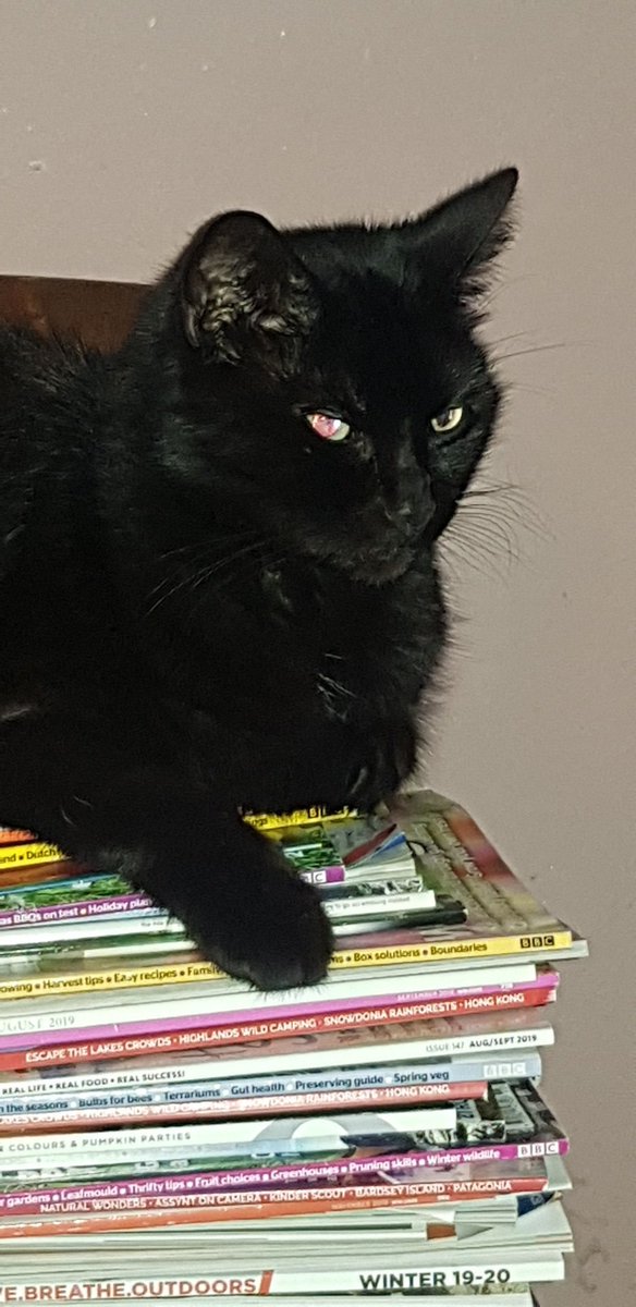 misskitty41's tweet photo. Who ate all the chicken and really could careless about getting caught?!?! #cat #CatsOfTwitter #chickenthief #guiltyas #bothered https://t.co/ysXalZE6R2